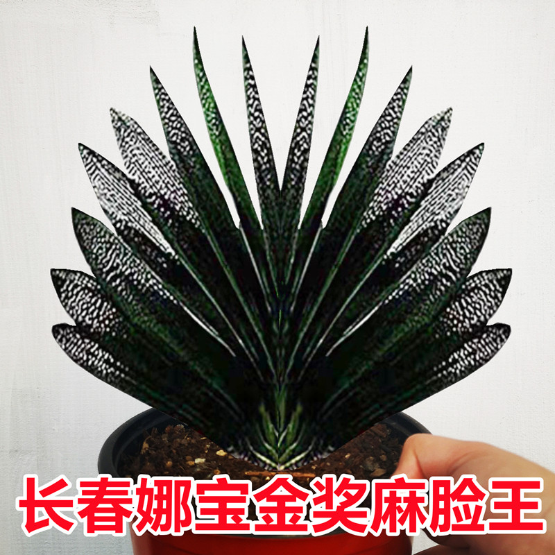 长春娜宝名贵君子兰麻脸王坑纹油匠立板大座短叶宽叶盆栽花卉绿植