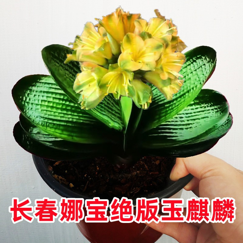 长春娜宝精品君子兰盆栽玉麒麟绿植观叶盆景室内净化空气短叶麻脸 - 实物图
