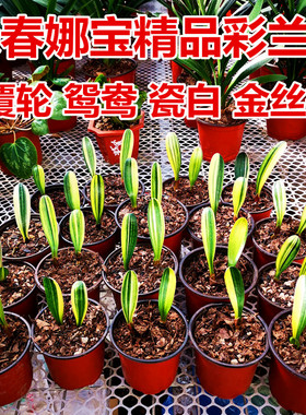 长春君子兰精品彩兰小苗鸳鸯瓷白墨绿覆伦室内金丝麻绿植盆栽包邮