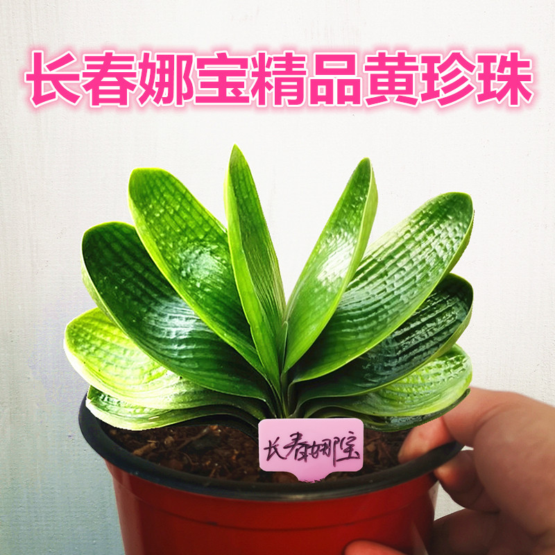 长春精品君子兰 黄体珍珠王短宽叶 圆头和尚麻脸油匠花脸盆栽小苗