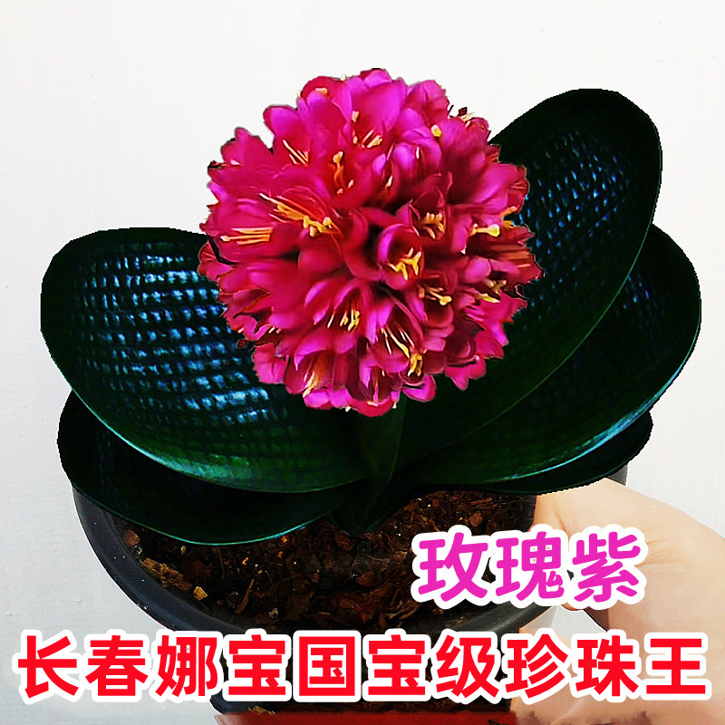 长春名贵君子兰盆栽 国宝级黑珍珠圆头和尚 麻脸油匠宽叶坑纹绿植