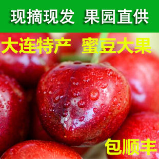 大连旅顺露天凉地自然熟沙蜜托大樱桃现摘现发应季水果顺丰包邮