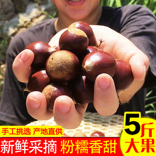 农家板栗生新鲜野生建瓯锥栗油栗子高山现摘带壳尖圆栗福建毛栗子