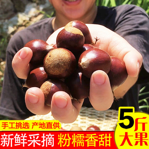 又香又甜又糯2025年新鲜板栗现摘