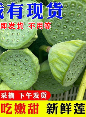 现摘莲蓬现剥青莲米脆嫩鲜甜