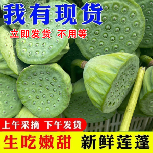现摘莲蓬现剥青莲米脆嫩鲜甜