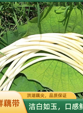 洪湖新鲜脆嫩藕尖鲜嫩脆爽