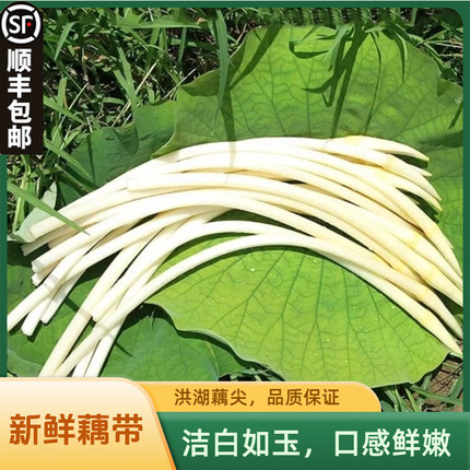 莲藕带新鲜洪湖藕尖脆嫩爽现挖不漂白现摘现发农家白莲藕尖可生吃