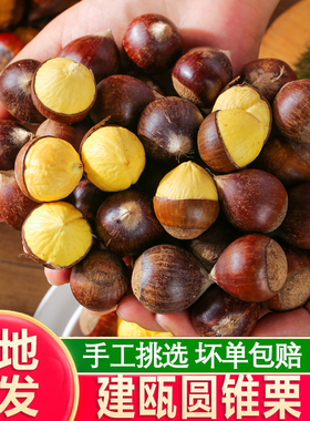 新鲜板栗现摘福建建瓯高山锥栗建瓯栗子带壳野生小锥栗油栗糖炒栗