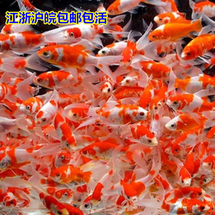 好养的观赏鱼 冷水鱼 草缸鱼 锦鲫鱼 红白草金鱼 金鱼活体包活