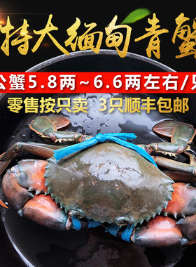缅甸大螃蟹鲜活肉蟹孟加拉青蟹
