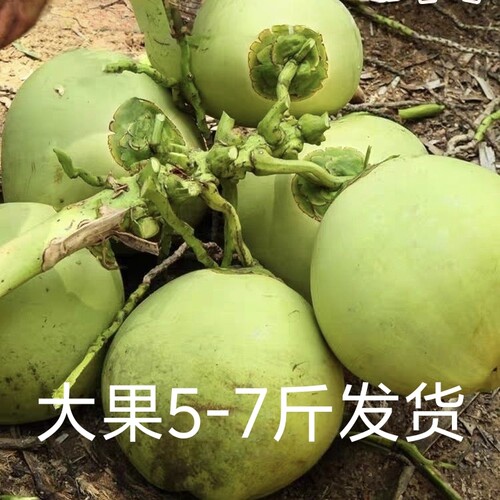 海南带皮椰青新鲜椰子孕妇水果补羊水嫩青椰汁多椰子鸡