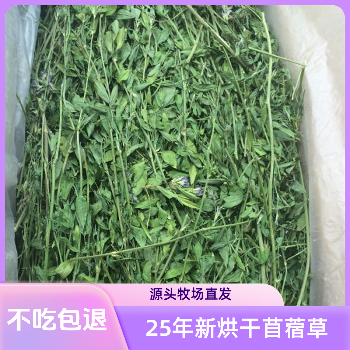 紫花苜蓿草牧干草兔子龙猫荷兰猪