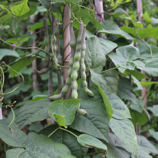 四川现摘 四季豆角芸豆长扁豆角新鲜蔬菜农家自种青扁豆米5斤包邮
