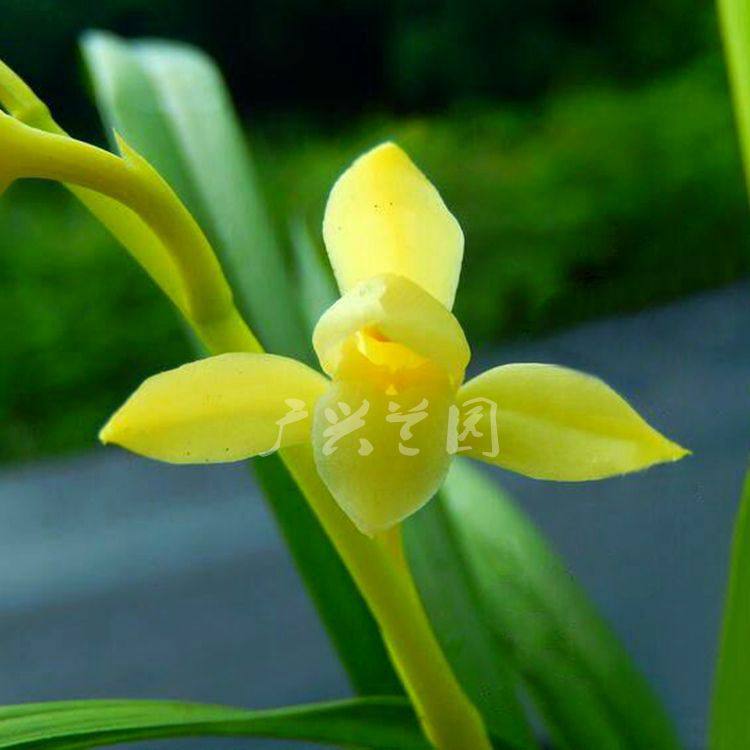 兰花建兰四季兰浓香色花黄金素心田黄玉绿植盆栽净化空气广兴花卉
