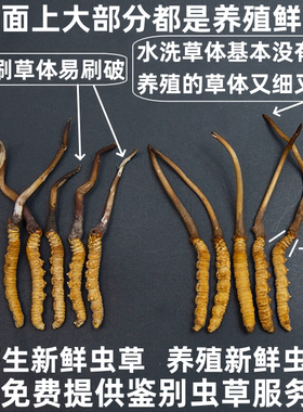 保证纯野生高海拔新鲜冬虫夏草
