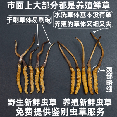 新鲜断虫草 西藏那曲新鲜冬虫夏草青海玉树 25年鲜草比干草效果好