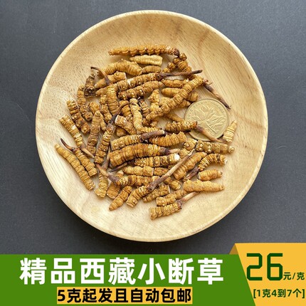 正品断虫草西藏那曲冬虫夏草 青海玉树头期虫草旗舰店 前期新干草
