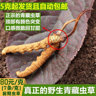 产地发正品 西藏那曲新鲜冬虫夏草青海玉树头期干虫草非断草礼盒装