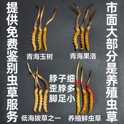保证野生现挖新鲜虫草 西藏那曲冬虫夏草 青海玉树源头发货无断草