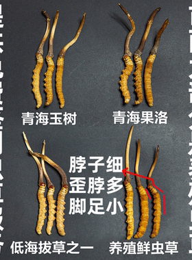 保证野生现挖西藏那曲冬虫夏草