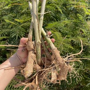 云南新鲜蔬菜臭菜羽叶金合欢德宏傣族绿叶宴帕哈傣味臭菜帕哈苗