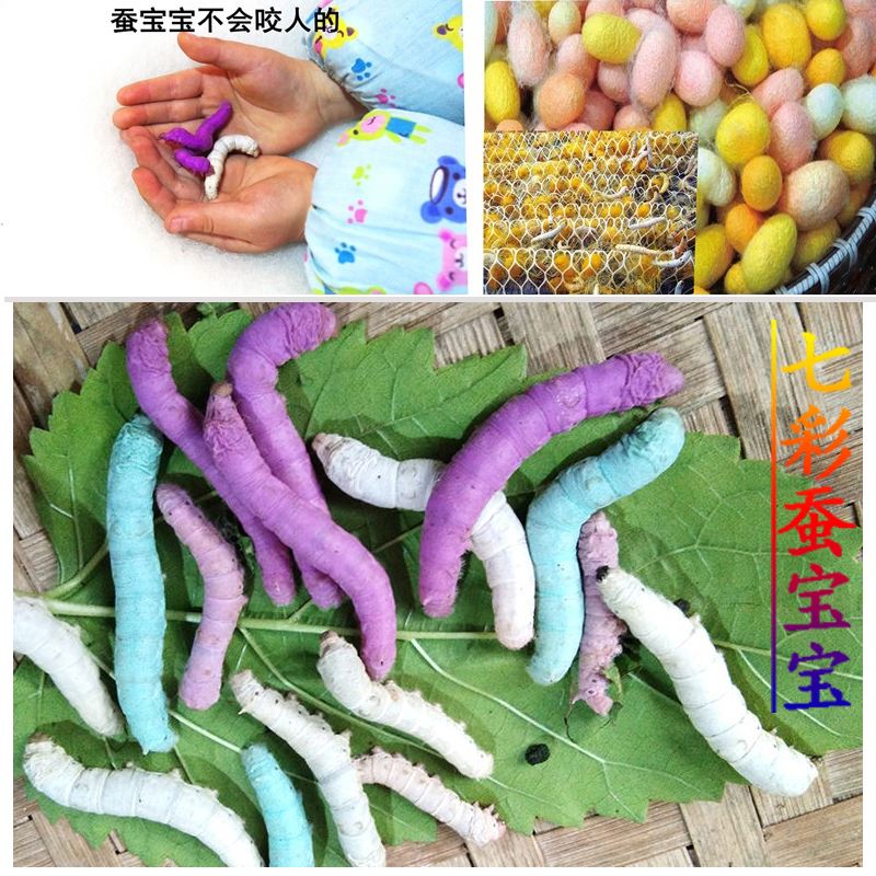 七彩蚕宝宝套装金丝蚕卵新鲜桑叶幼虫活体白色饲料养蚕彩色蚕