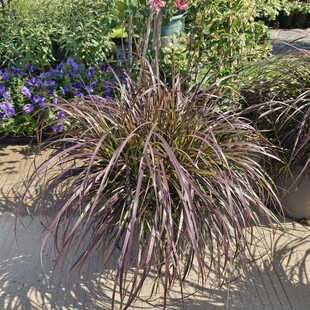 观赏草火焰狼尾草户外多年生地被观叶花镜地被绿植盆栽苗好养易种