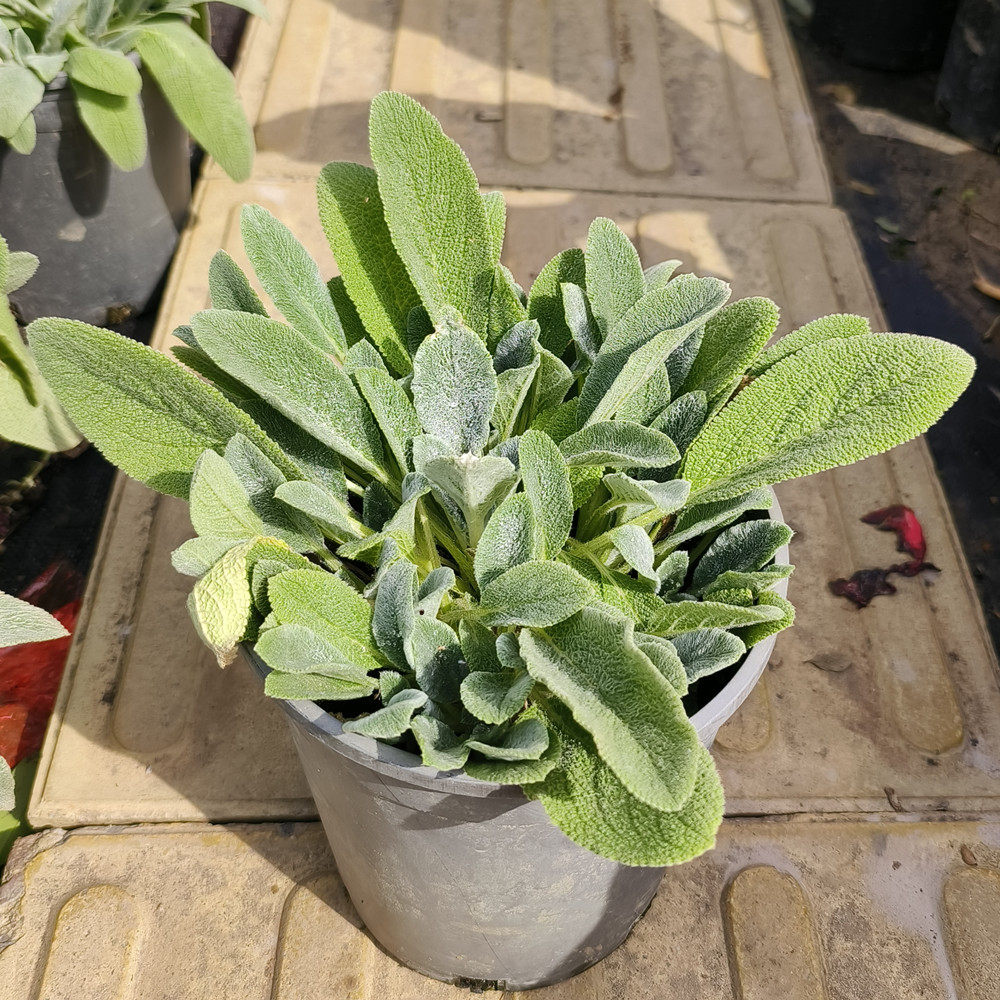 棉毛水苏盆栽 可爱羊耳朵 银色观叶植物 花镜庭院多年生 包邮