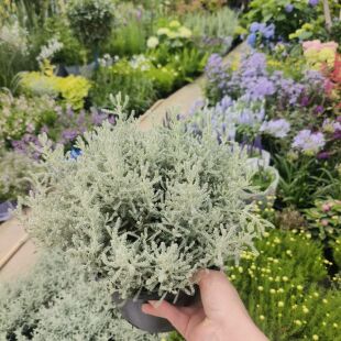 银香菊盆栽地被花卉全日照绿叶夏季开花分枝能力强多年生观叶植物