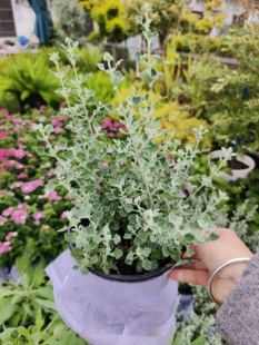 灵动可爱蓝色植物银叶仓鼠小耳朵露天耐热耐寒多年生四季植物皮实