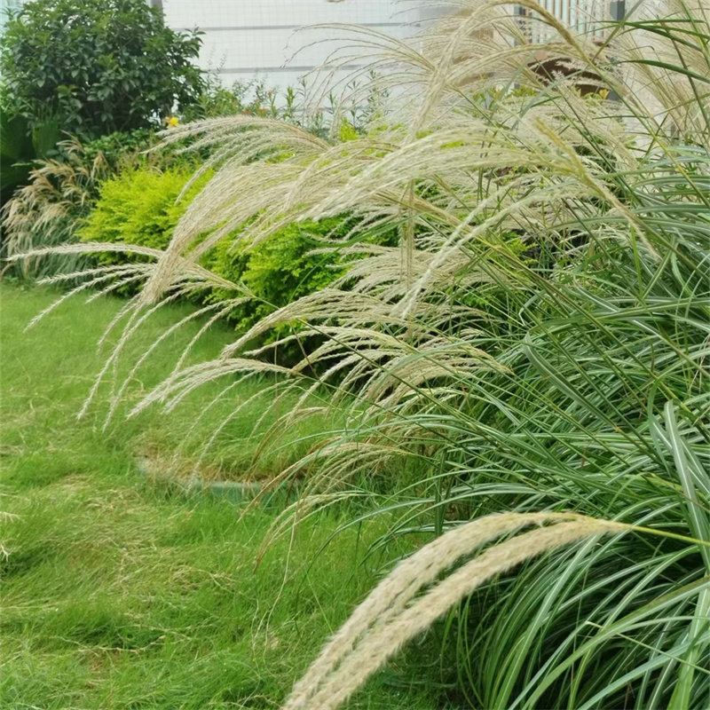观赏草柔美花镜喜光细叶芒草柔美 Miscanthus 多年生低维护花坛箱