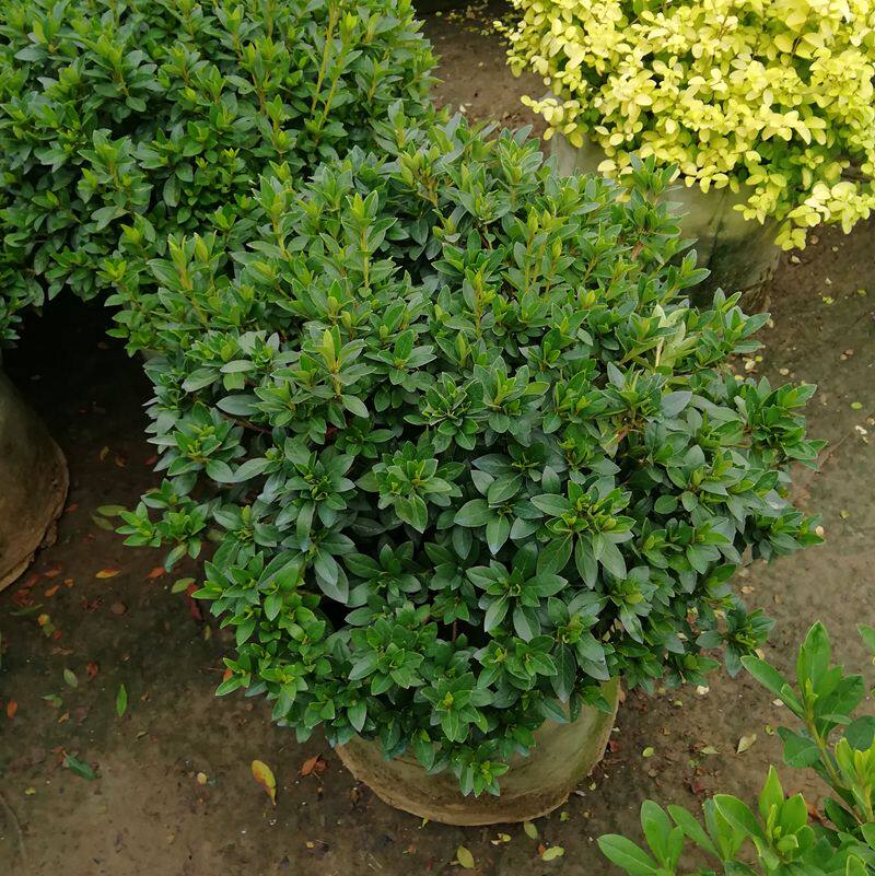 花篱花园灌木花卉植物庭院杜鹃球映山红实拍优质盆栽苗