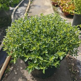 新品六月雪 巨好活精神饱满实拍耐寒易种灌木球花箱地栽