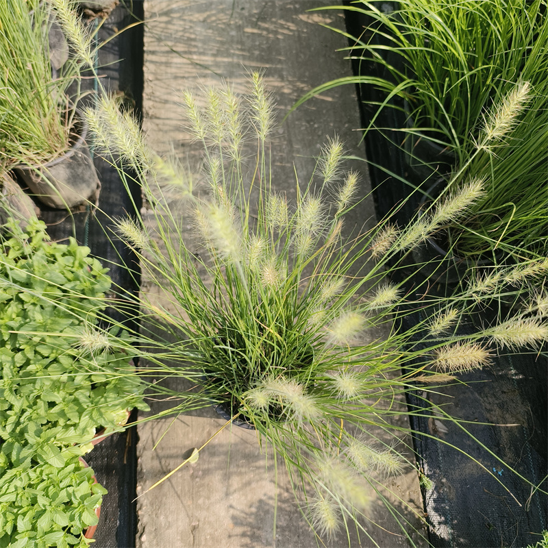 小兔子狼尾草花镜植物观赏草美观阳台庭院耐热耐寒多年生宿根花卉