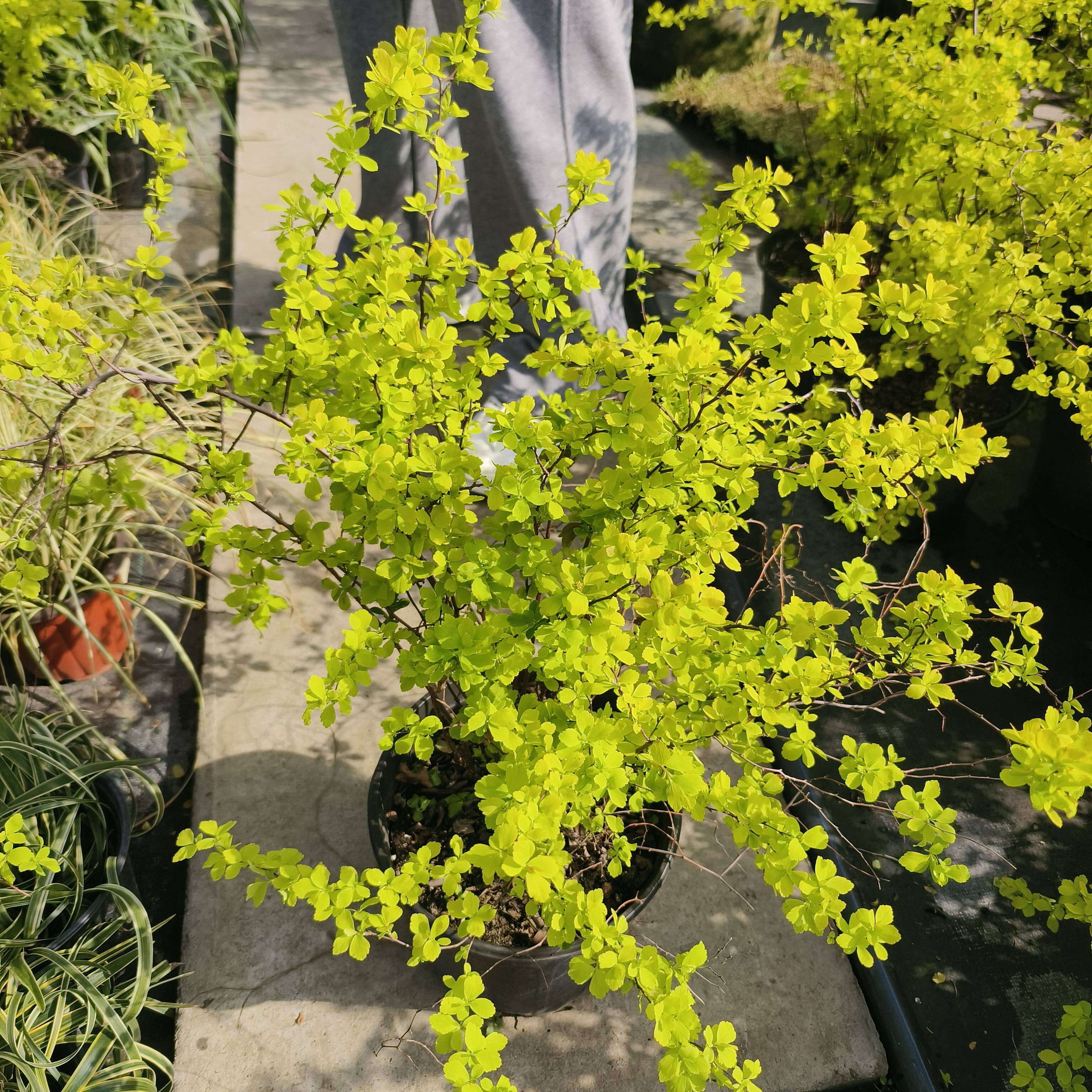 三月上新黄金喷泉很推荐花叶巨美气质爆花绣线菊花苗多年生超耐寒