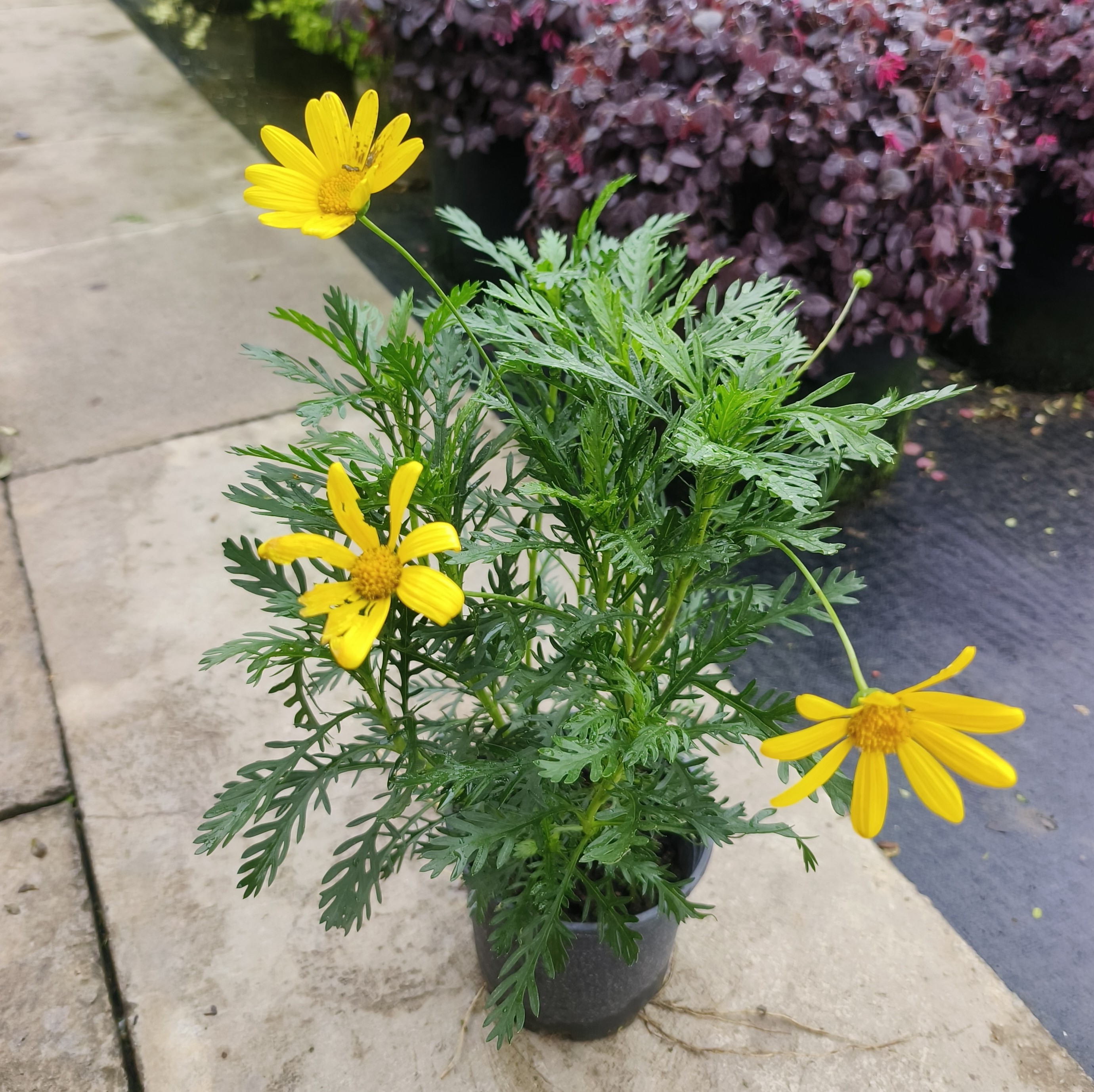绿化四季南北方黄金菊植物花卉