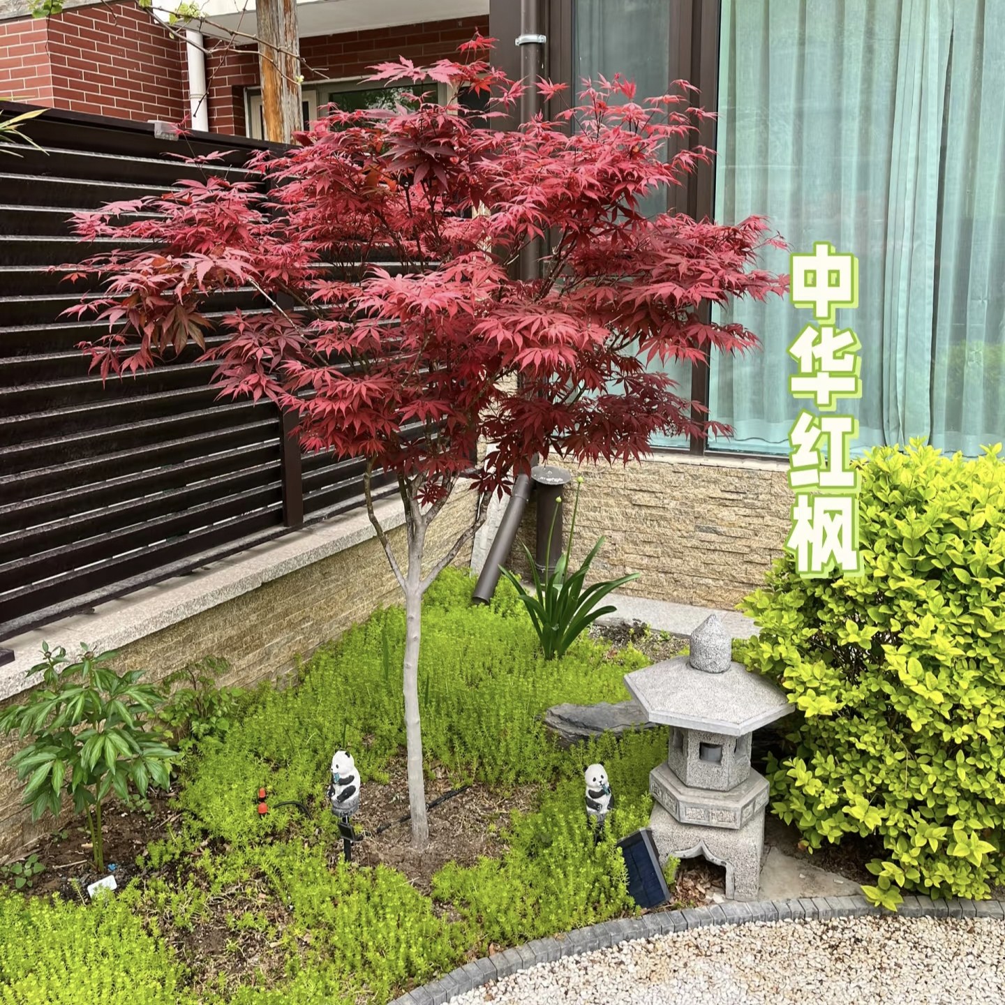 3月新日本红枫树苗庭院别墅花园耐寒耐热四季常青