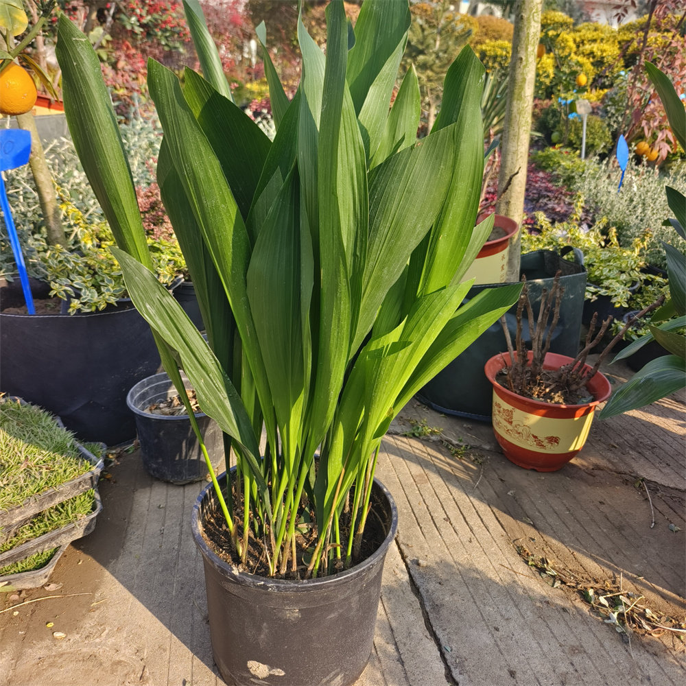 12月新品一叶兰大盆好活易种净化空气年货植物花卉