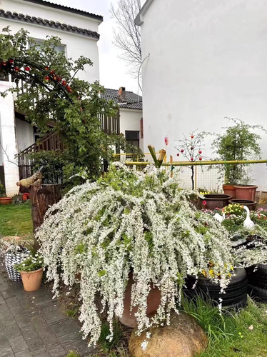 喷雪花雪柳浓香多花意境清新幽美