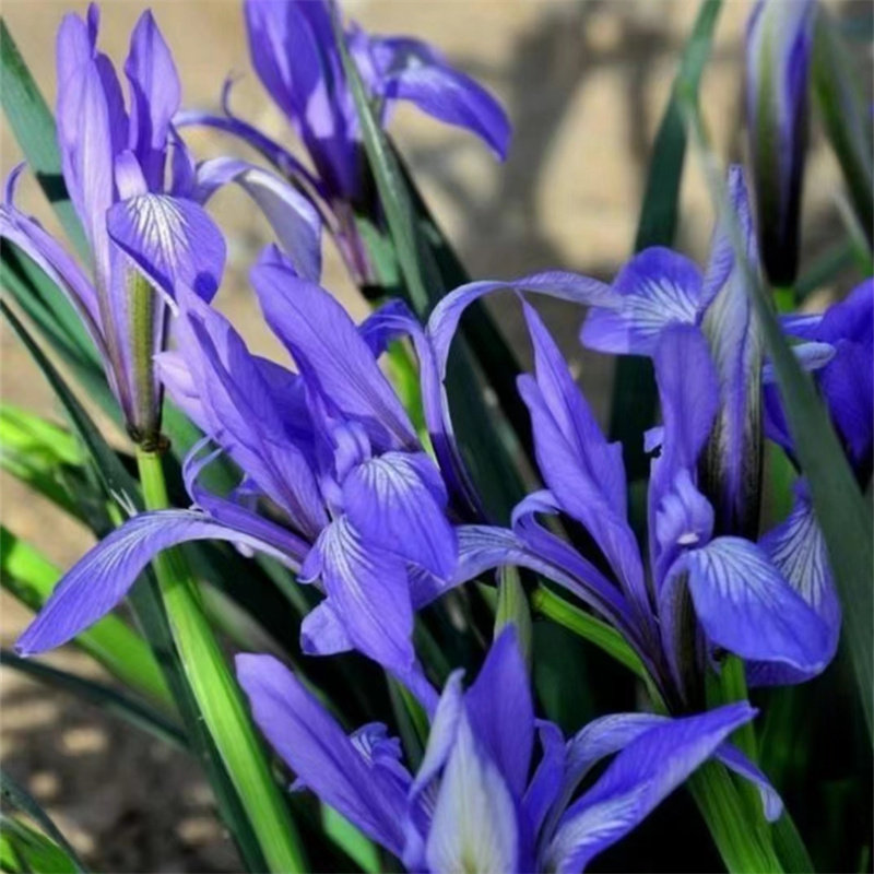马阑马兰马莲花皮实耐贫瘠多年生宿根花卉耐寒四季耐旱耐涝多年生