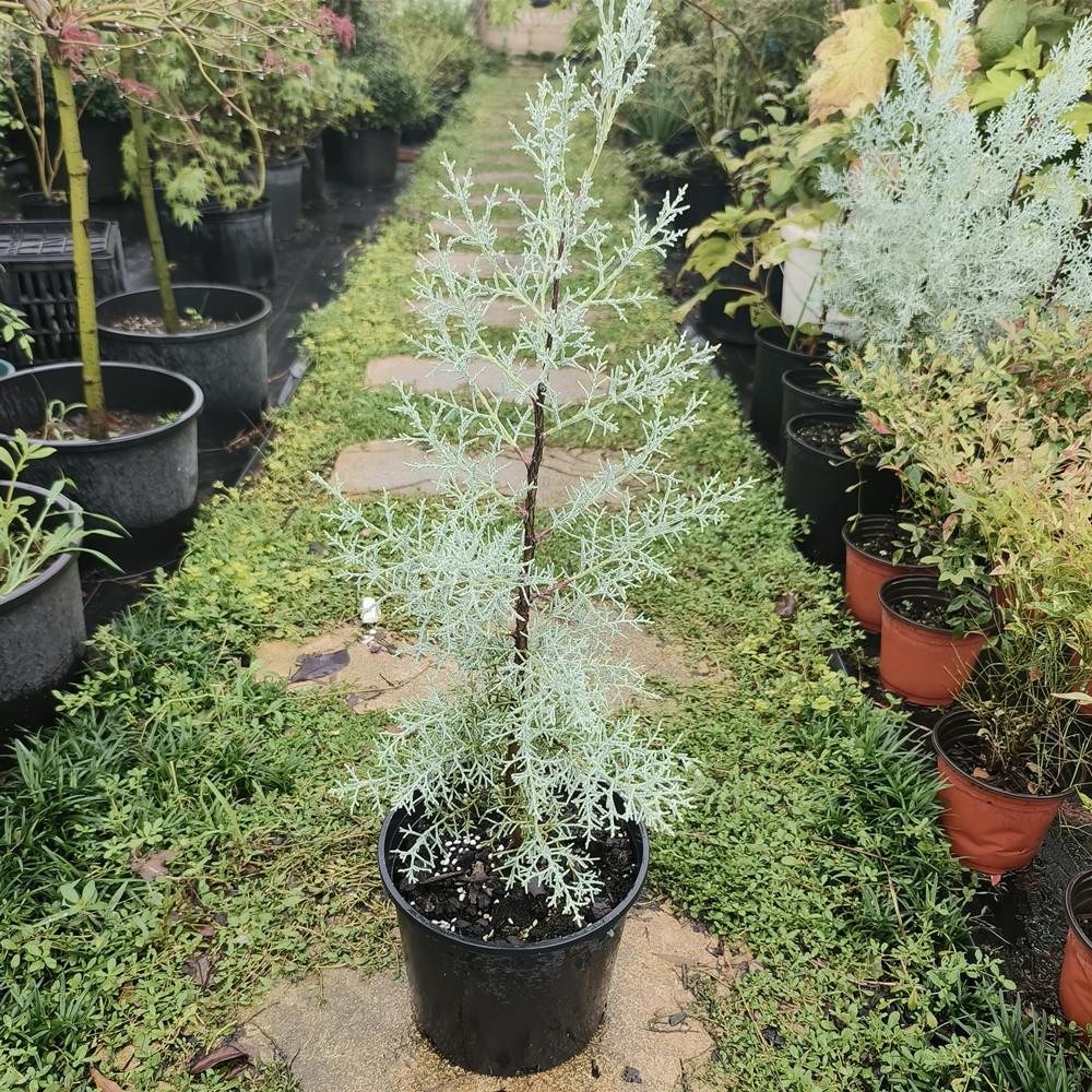 蓝冰柏盆栽 耐寒耐晒四季常 庭院造景花镜植物阳台户外绿植
