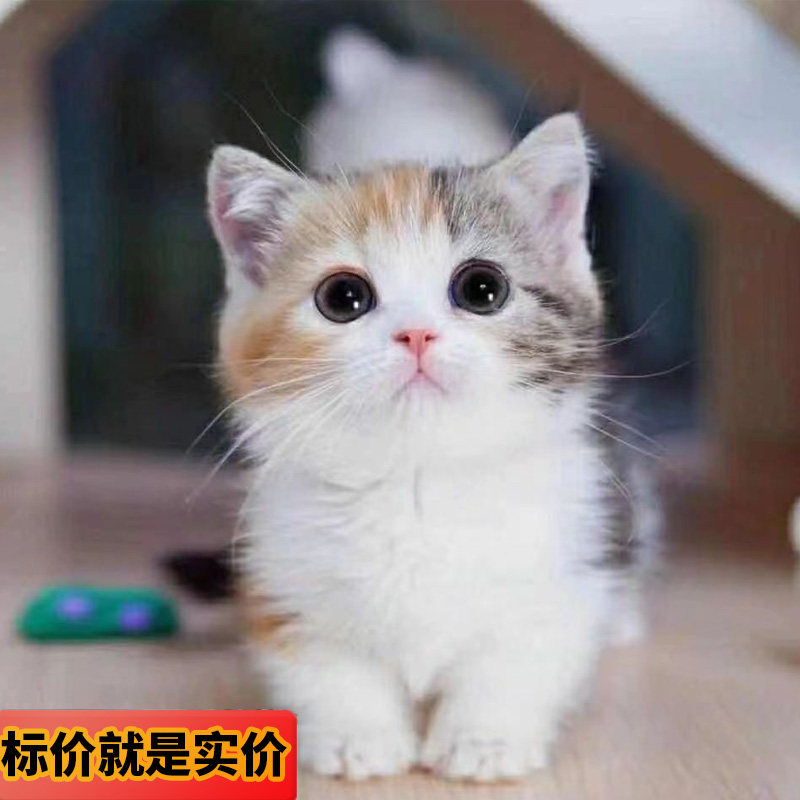 三花猫中华田园猫小猫活体猫咪活物狸猫橘猫黑猫白猫土猫幼猫幼崽