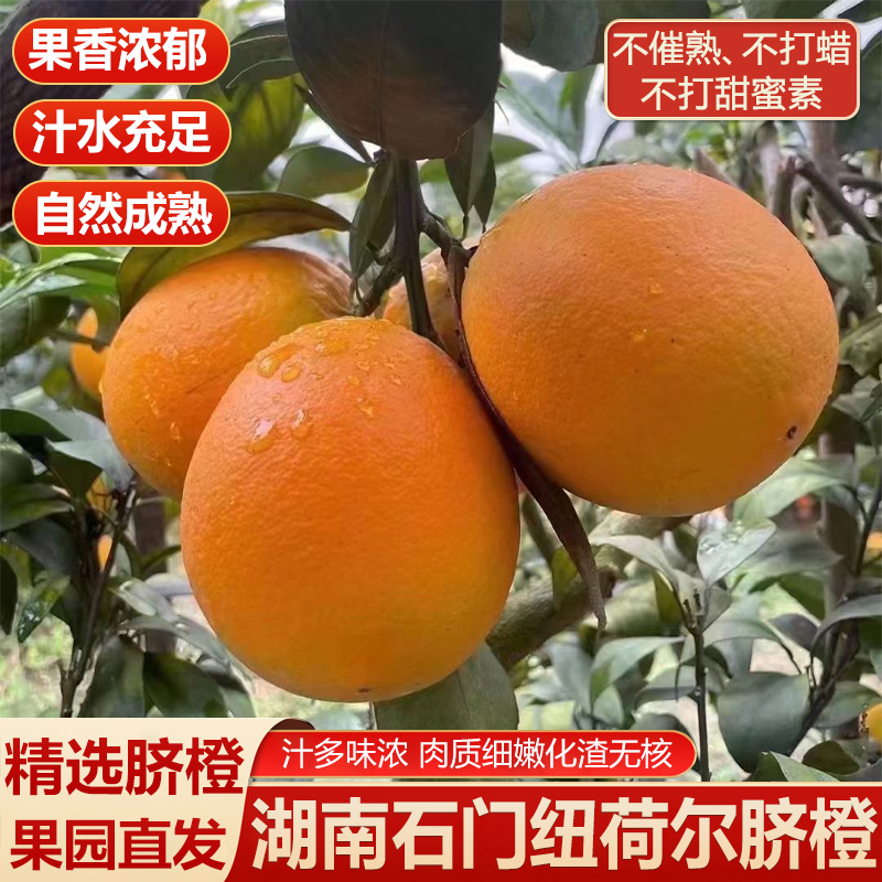 正宗湖南石门纽荷尔脐橙当季水果新鲜现摘橙子9.5斤整箱送开果器