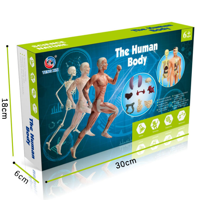 科技制作手工diy人体骨骼模型玩