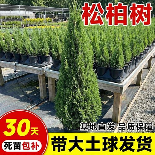 塔柏树苗侧柏苗龙柏扁柏宝塔松四季常青松树蜀桧桧柏清明福地柏树