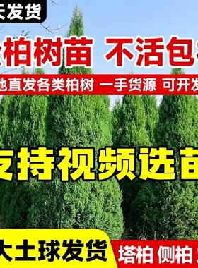 松柏树苗塔柏侧柏圆柏四季常青墓前种植道路绿化苗耐寒易活福地树