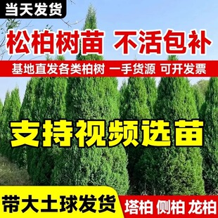松柏树苗塔柏侧柏圆柏四季常青墓前种植道路绿化苗耐寒易活福地树