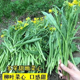 多笋卷叶甜嫩菜心种子多芽柳叶菜心农家丰产阳台盆栽易种菜籽种植