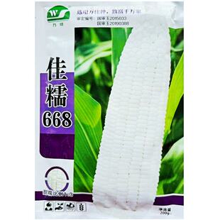 国审玉米佳糯668甜加糯玉米种子矮杆抗倒伏大棒高产绿苞叶口感好